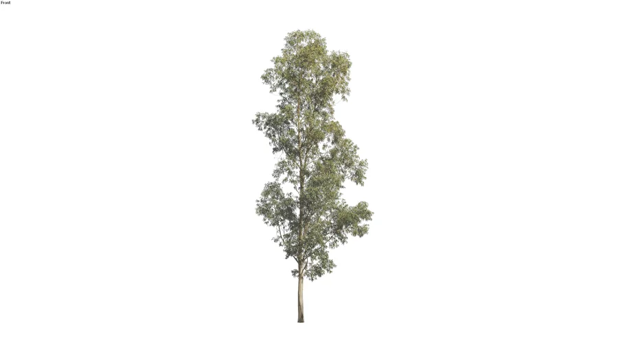 Corymbia maculata - 25m 2D Tree
