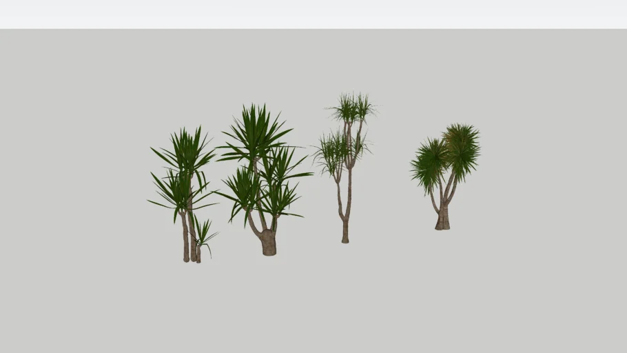 Palmeiras Yuca (Yucca elephantipes)