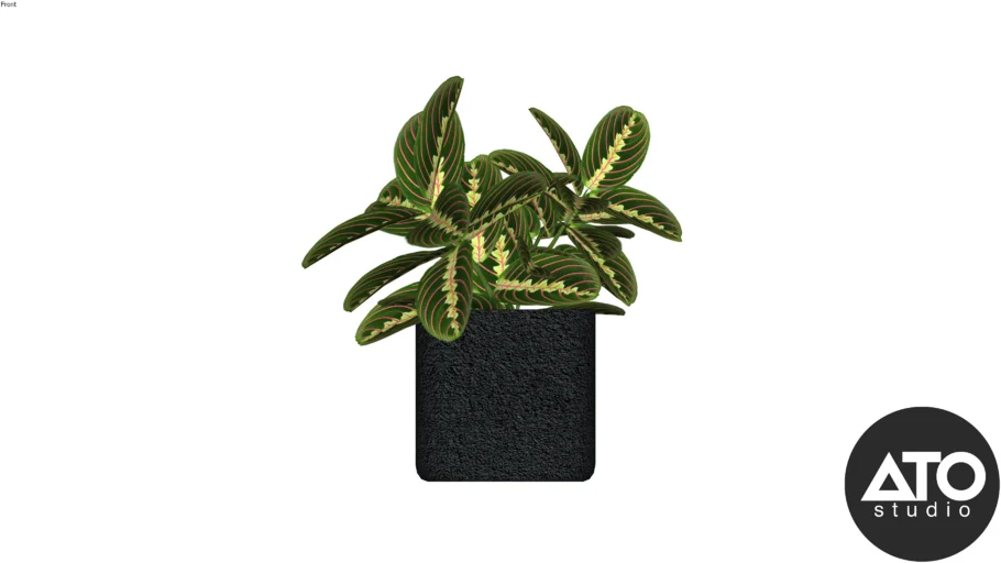 Vasinho com Maranta Leuconeura