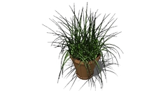 Plants & Planters