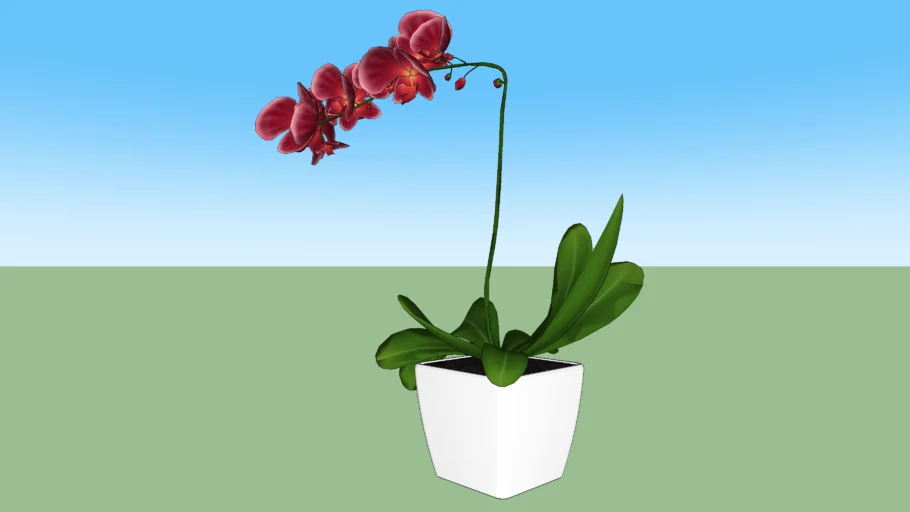 Orchid