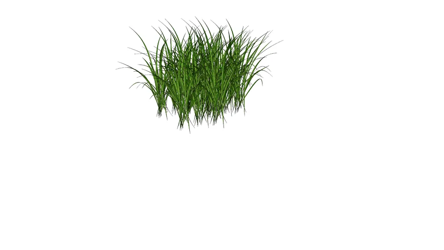 Grass