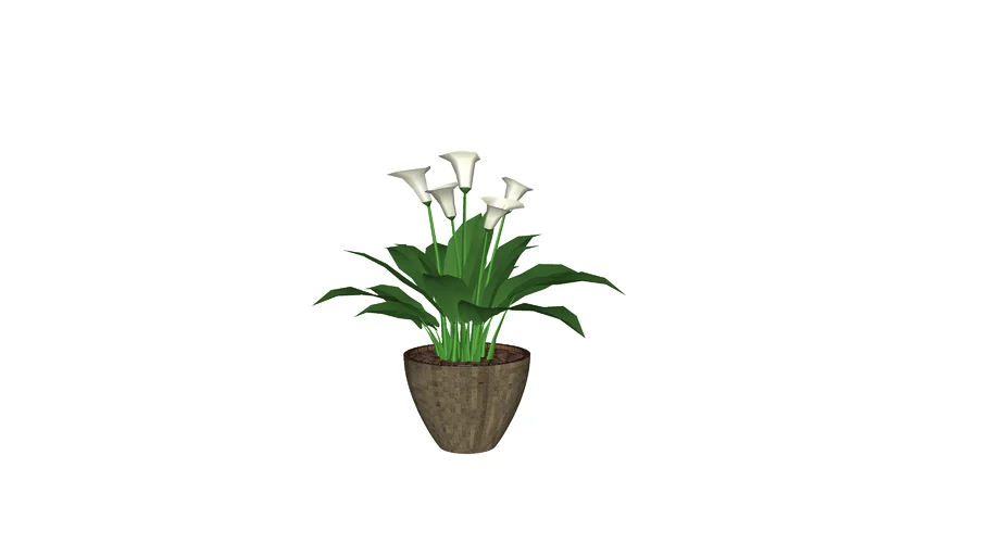 lily