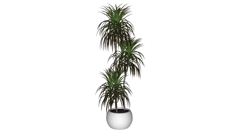 Dracena 02
