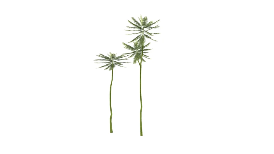 SOLOBIUM PAKIS BRAZIL