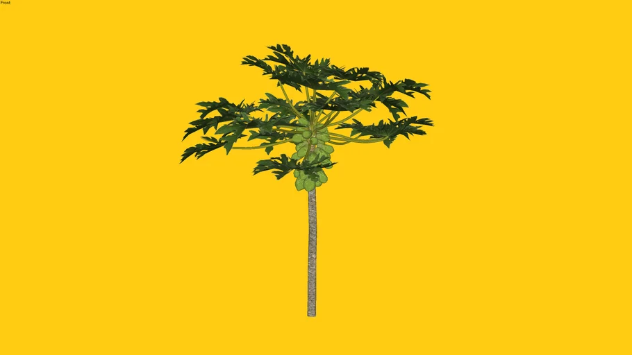 Kebun3D - Carica papaya v1