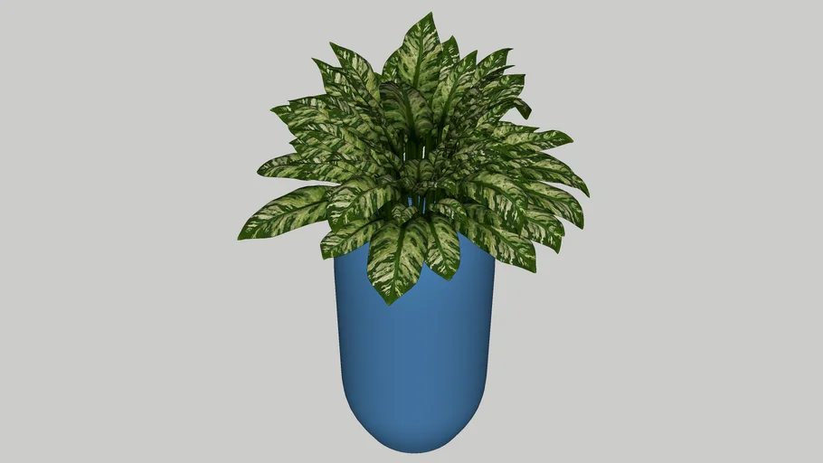 Pot Plant