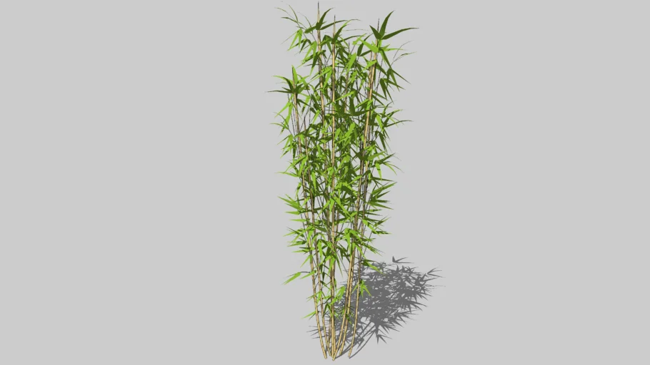 bamboo