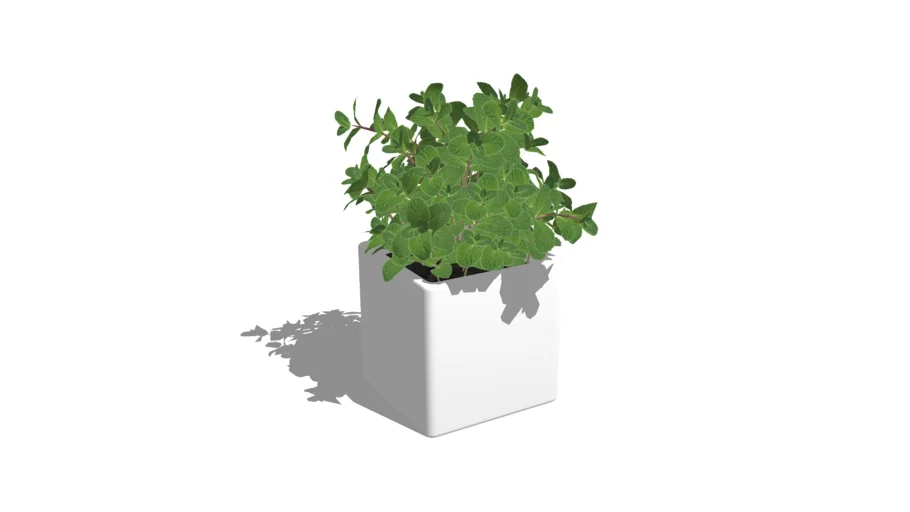 mini plant