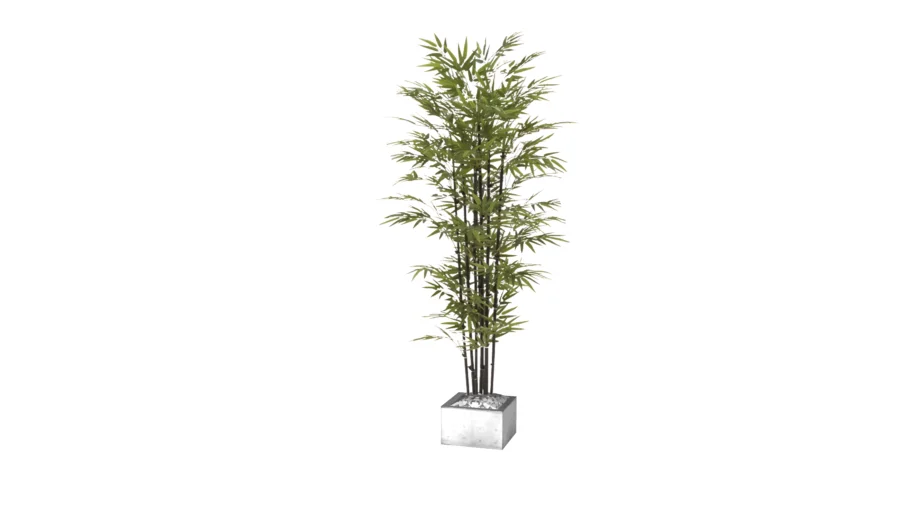 Potted Bamboo Plant