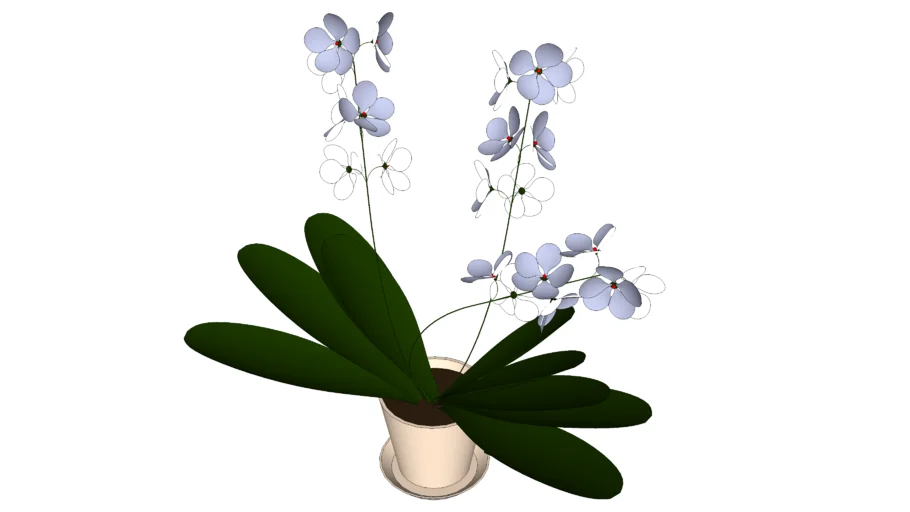 orchid flower