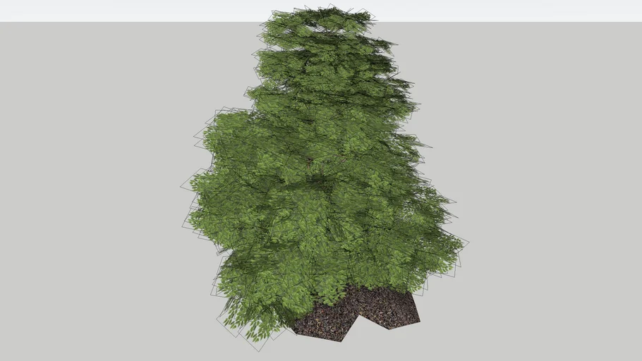 Bush