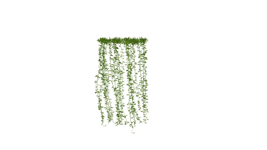 2d plant