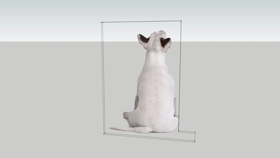 DOG BULLTERRIER SIVA