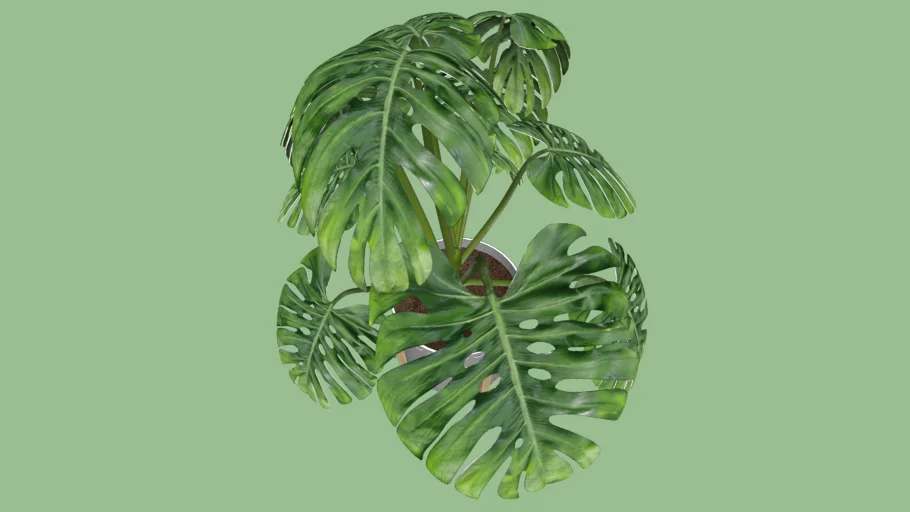 Cachepot Vago cinza - Oruy vaso planta plant decor decoração costela adão vegetação Marília