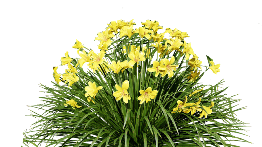 Daylilly-Happy Returns 12