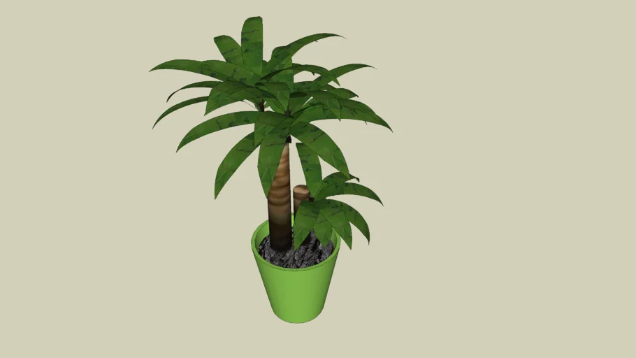 Dracaena