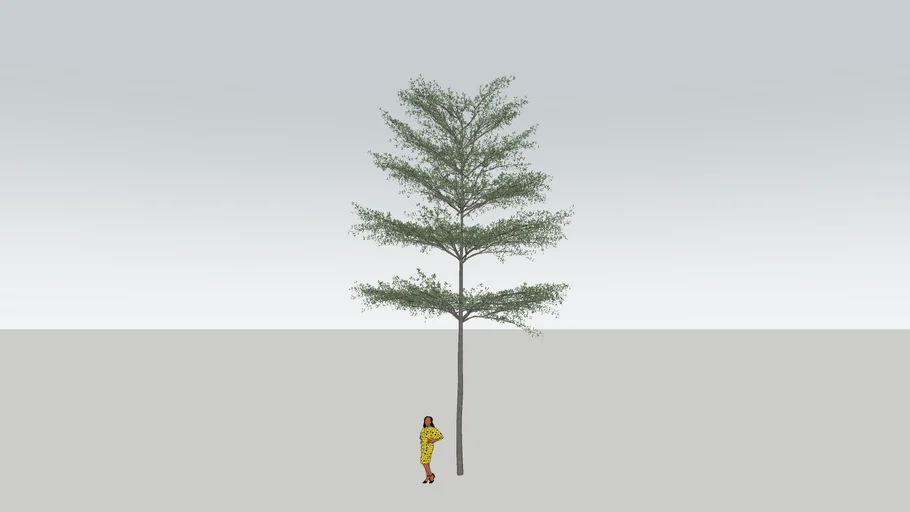 Pohon Ketapang Kencana 3D (Tree)