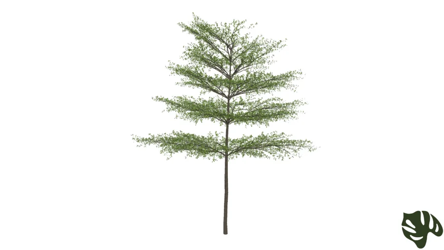 Sete Copas Africana - Terminalia mantaly
