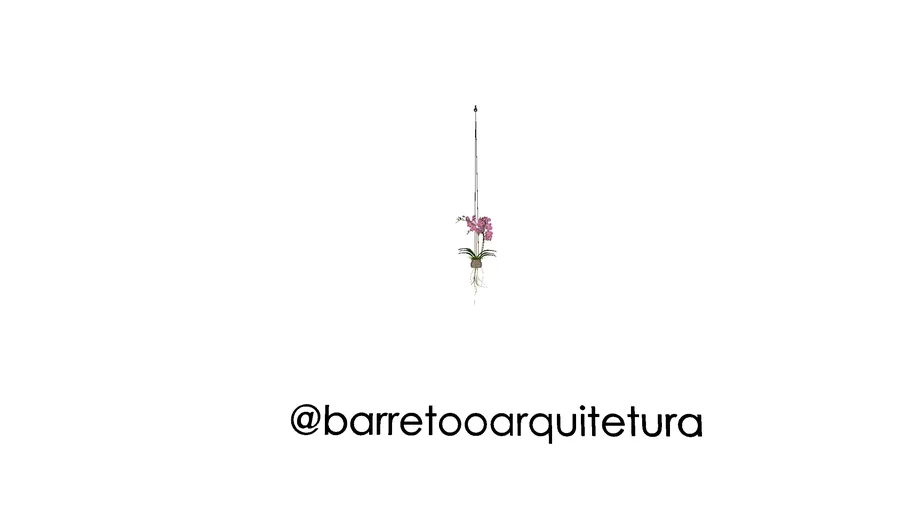 Orquídea Vanda - flor