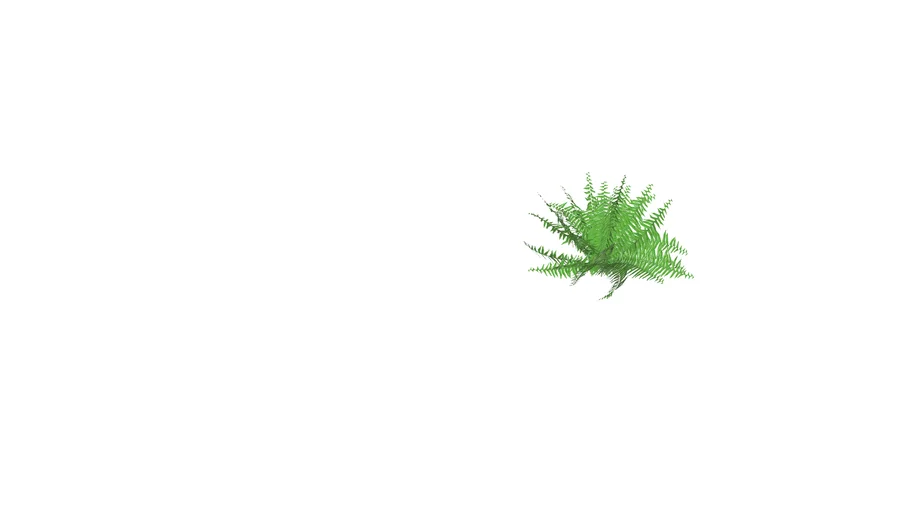 Nephrolepis