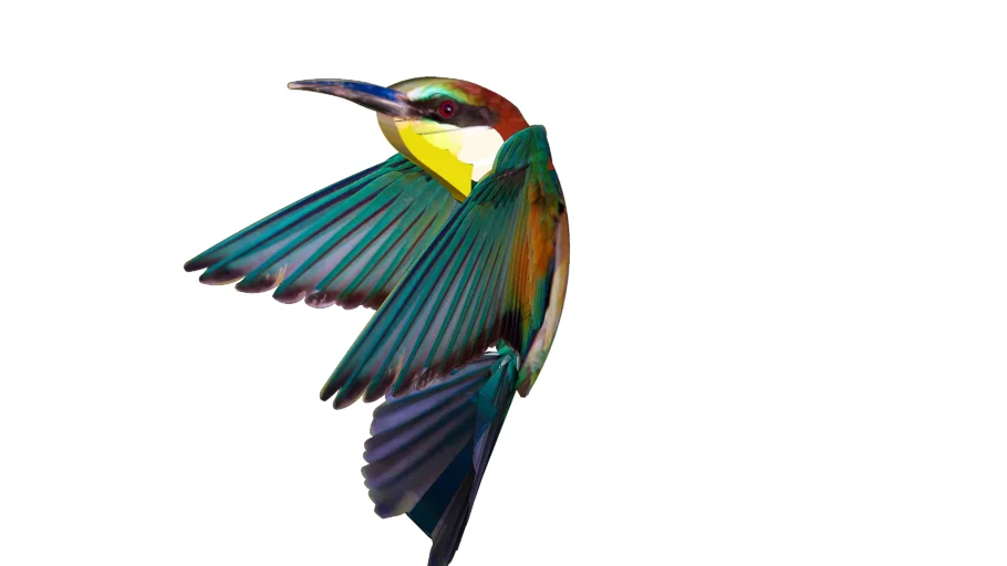 Flying hummingbird