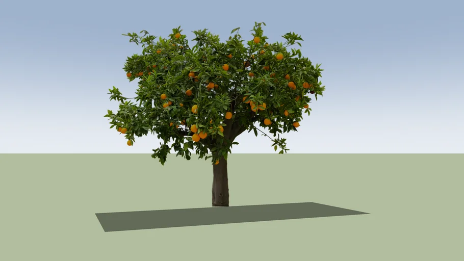 Orange tree