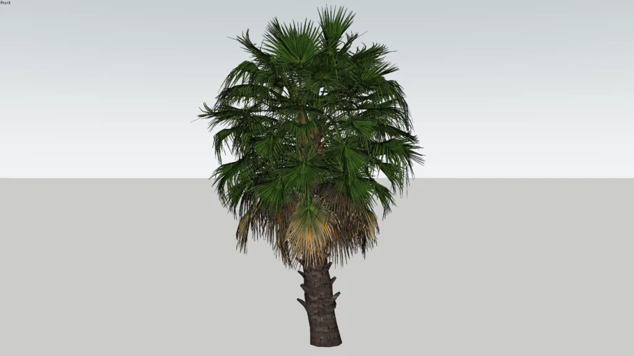 PALMEIRA _ 1