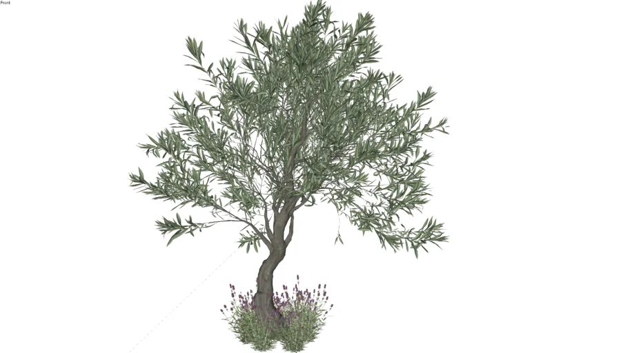 Oliveira