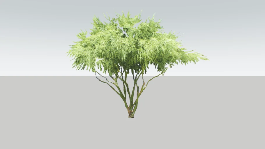 Palo Verde Tree