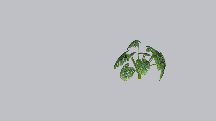 COSTELA DE ADÃO (MONSTERA FRUTICOSA)