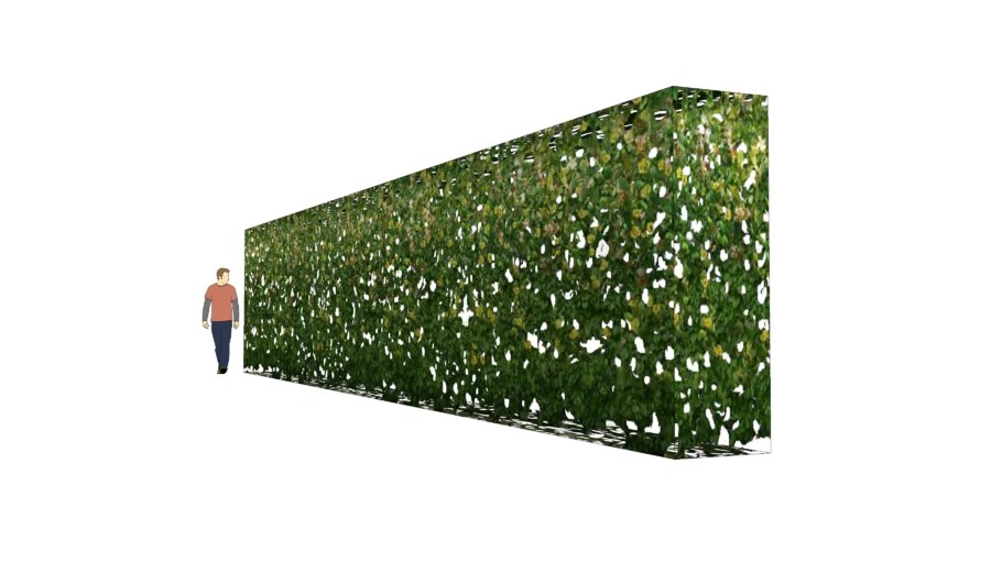 Hedge