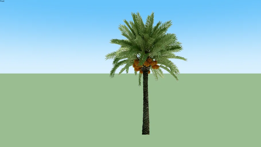 Phoenix Dactylifera Palm Tree