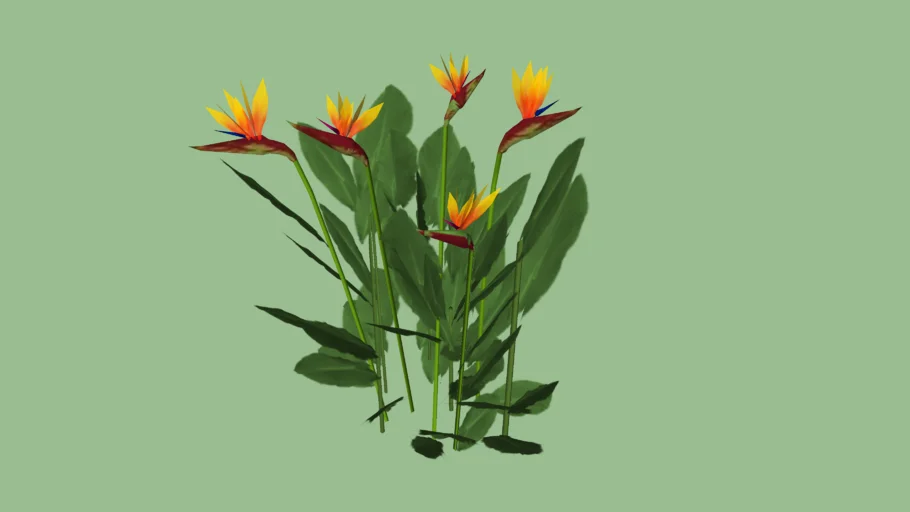 Estrelítzia Strelitzia Reginae