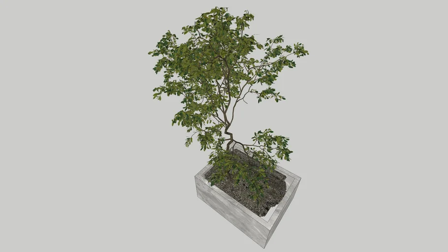 tree5