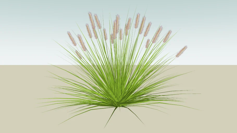 Dwarf Fountain Grass LARGE