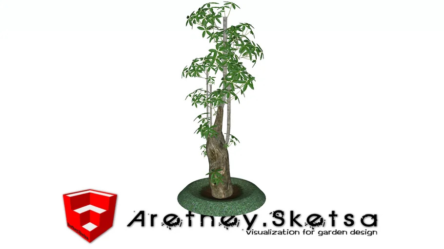 Alstonia Scolaris ( pohon pulai )