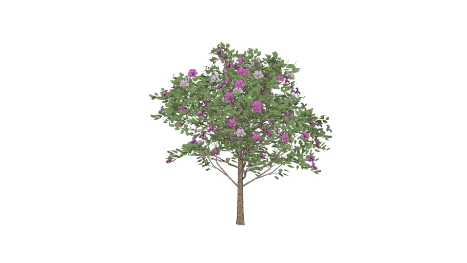 Tibouchina mutabilis - Manacá da Serra anão