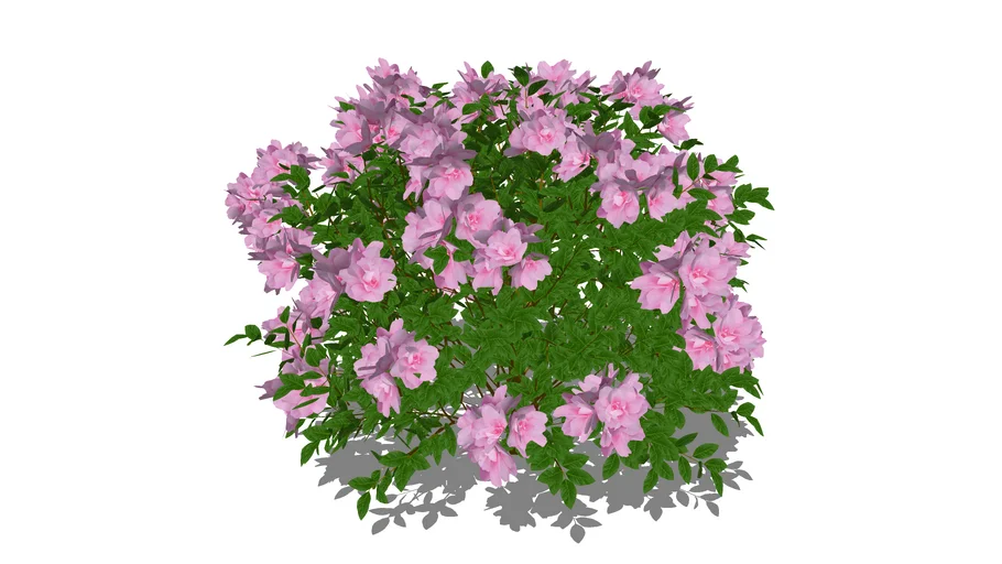 Perfecto Mundo® Double Pink azalea