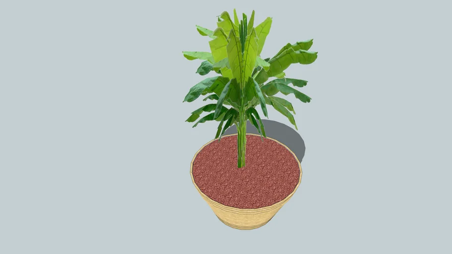 Young Banana Tree