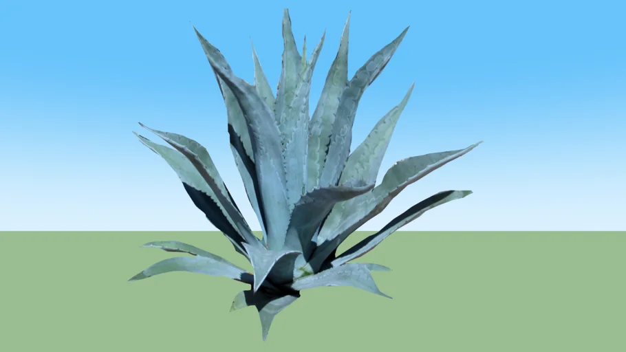 agave