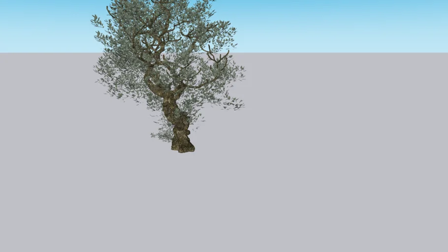 Olive+tree