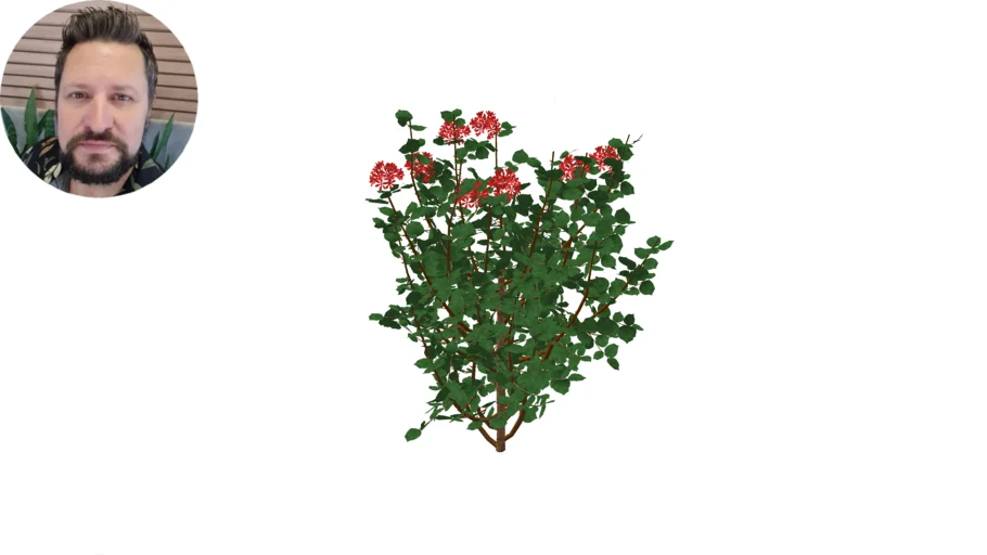 Ixora – (Ixora coccinea) - Vermelha