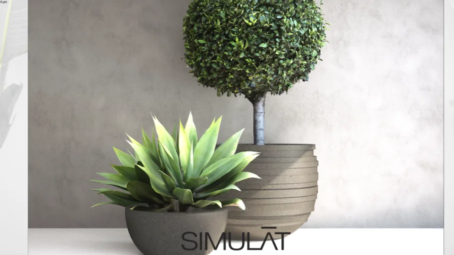 Pot Plants