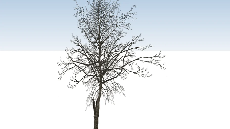 tree with few leaves
