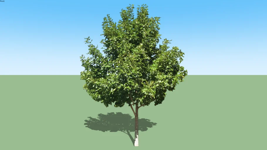 2D Tree Arbol M