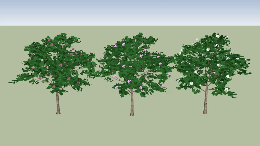 Pata de vaca - Bauhinia sp.