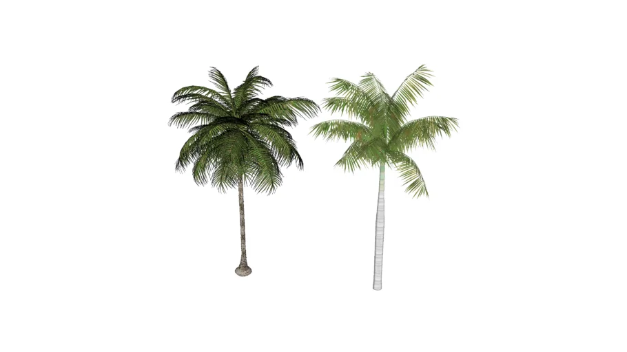 2 Palm trees