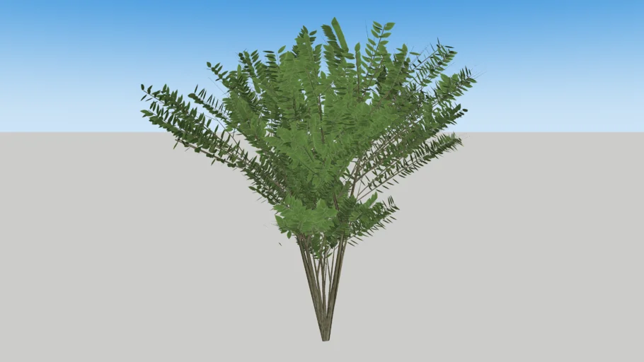 Shrub
