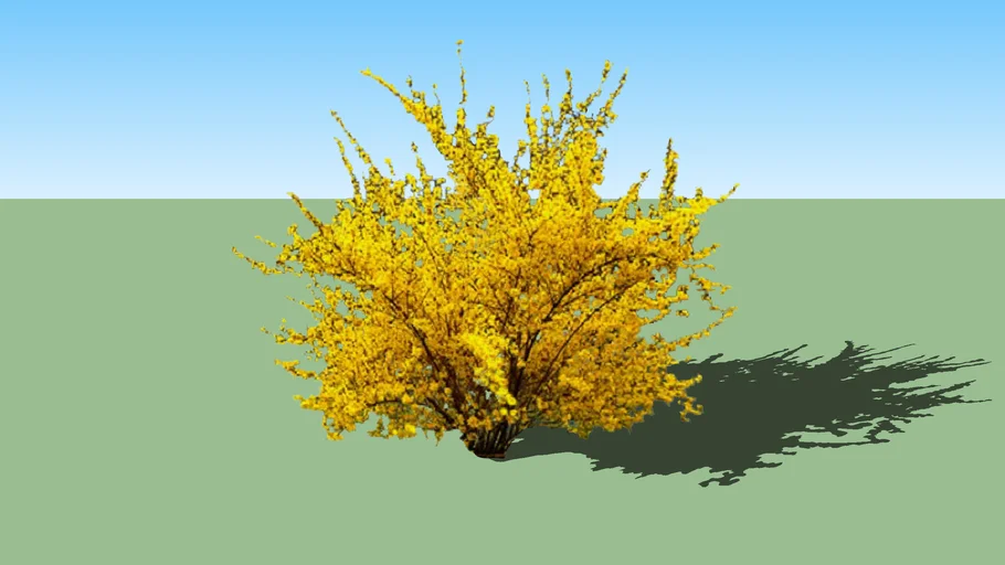 Forsythia ×intermedia 'Spectabilis'